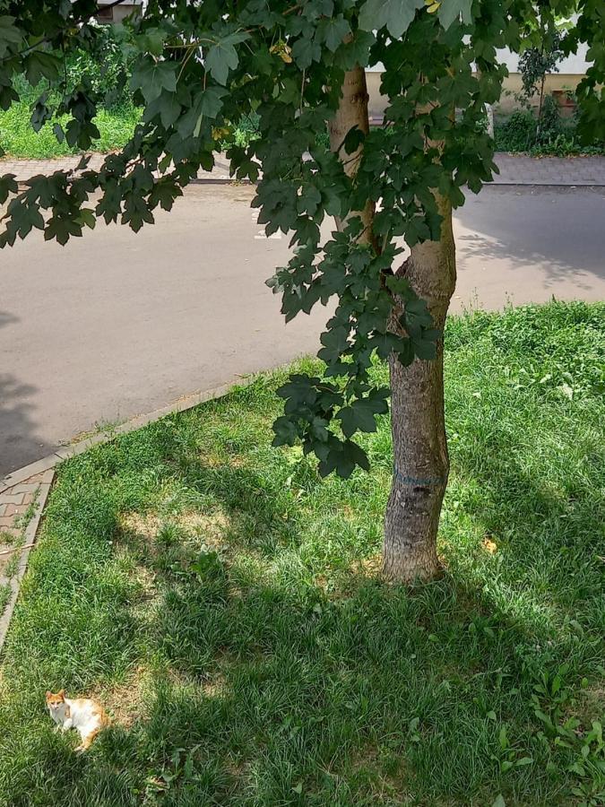Alma Apartament Piatra Neamţ Buitenkant foto